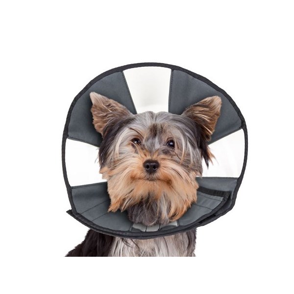 Zencone Collar Small
